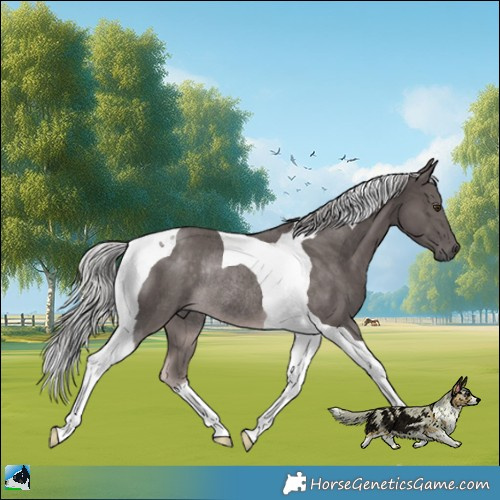 Horse Color:Platinum Chocolate Palomino Tobiano Rabicano 