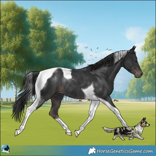 Horse Color:Platinum Liver Chestnut Tobiano Rabicano 
