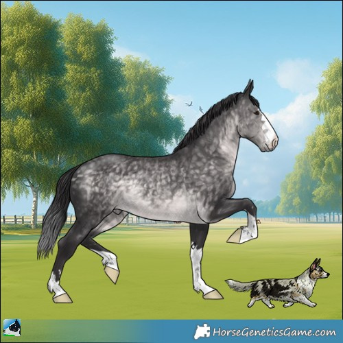 Horse Color:Platinum Buckskin Rabicano 