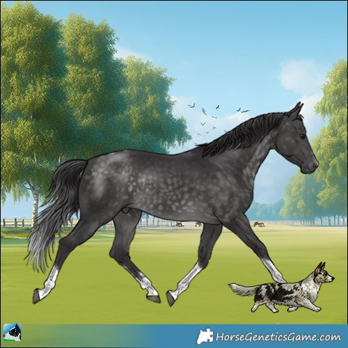 Horse Color:Platinum Buckskin Tobiano Rabicano 