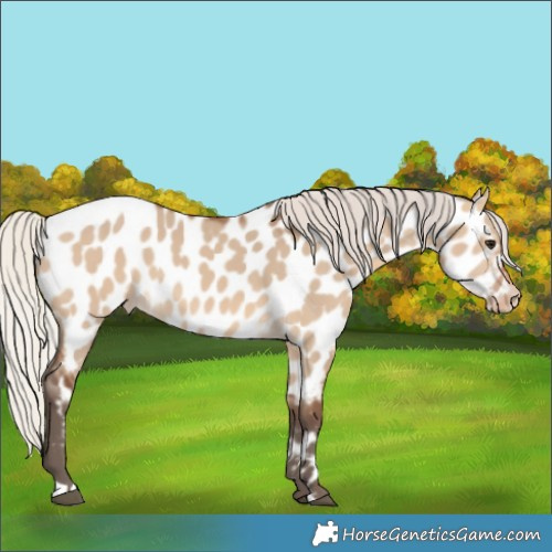Horse Color:Silver Brown Dun Near Leopard