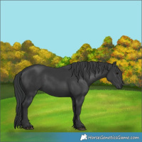 Horse Color:Black 