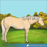 Horse Color:Palomino Dun