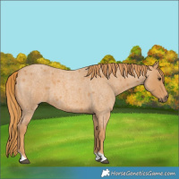 Horse Color:Red Roan Tobiano 