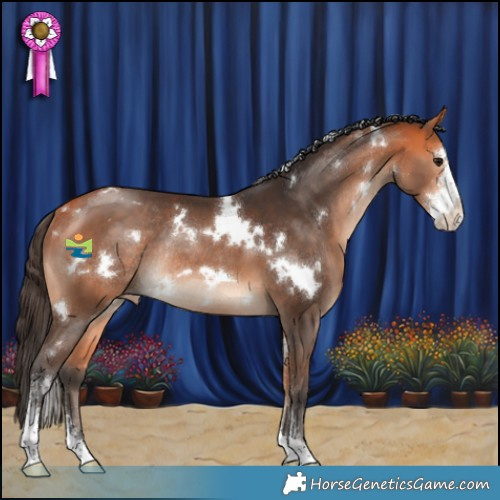 Horse Color:White Spotted Bay Sabino Varnish Rabicano 
