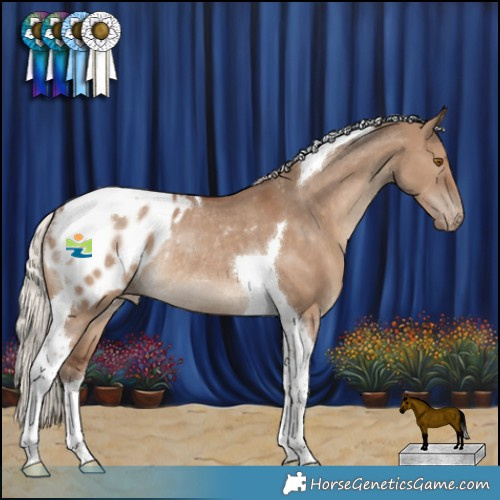 Horse Color:Silver Grullo Tobiano Blanket Rabicano 