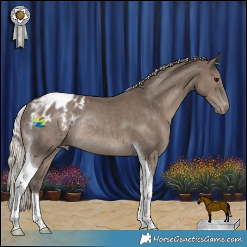Horse Color:Silver Black Tobiano Appaloosa Rabicano 