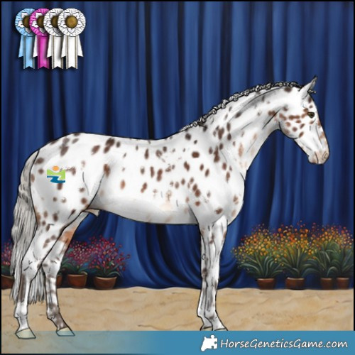 Horse Color:White Spotted Silver Brown Appaloosa Rabicano