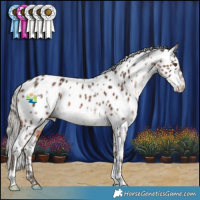 Horse Color:White Spotted Silver Brown Appaloosa Rabicano 