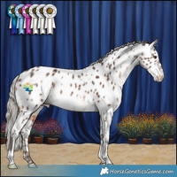Horse Color:White Spotted Silver Brown Near Leopard Rabicano