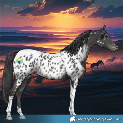 Horse Color:Black Tobiano Appaloosa Rabicano 