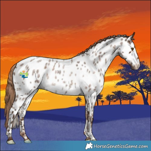 Horse Color:Red Ice Roan Appaloosa 