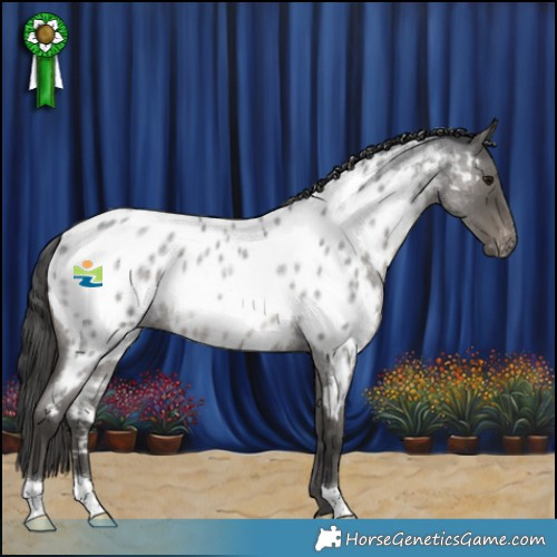 Horse Color:Blue Roan Near Leopard Rabicano 