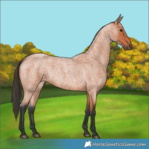 Horse Color:Bay Roan