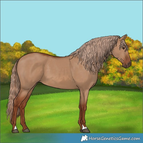 Horse Color:Red Dun 