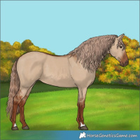 Horse Color:Red Dun 