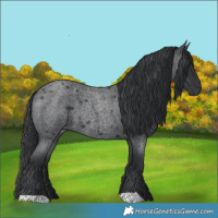 Horse Color:Blue Roan 