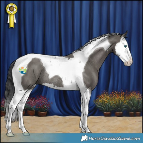 Horse Color:Grullo Splash Tobiano Rabicano 