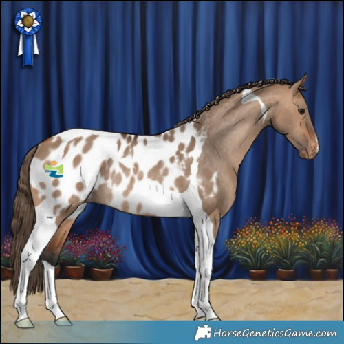 Horse Color:Bay Dun Tobiano Blanket Rabicano 