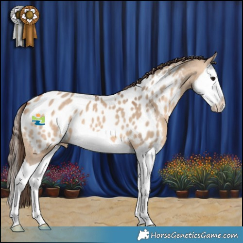 Horse Color:Bay Dun Splash Appaloosa 