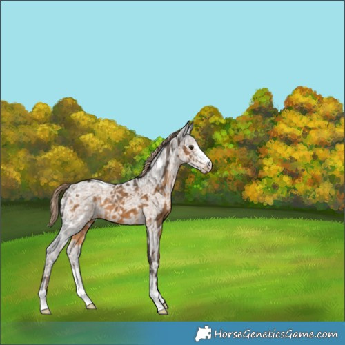 Horse Color:Chocolate Palomino Ice 
