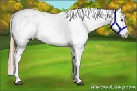 Horse Color:Chestnut Appaloosa