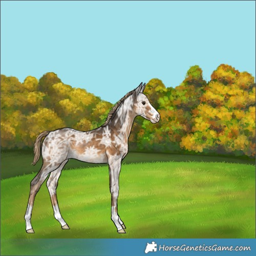 Horse Color:Chocolate Palomino Ice 
