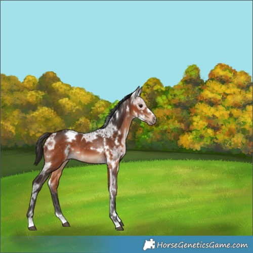 Horse Color:White Spotted Bay Ice 