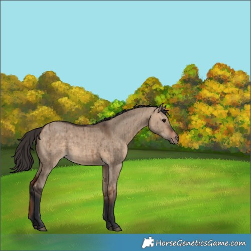 Horse Color:Bay Dun Brindle