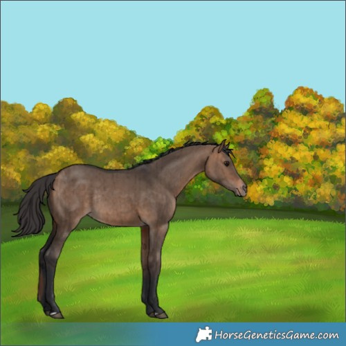 Horse Color:Bay Dun Rabicano Brindle 