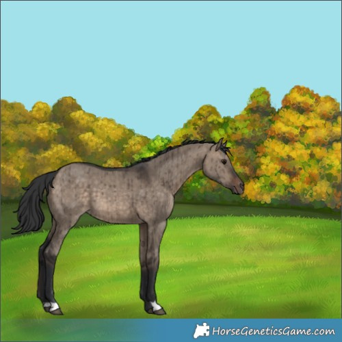 Horse Color:Brown Dun Brindle 