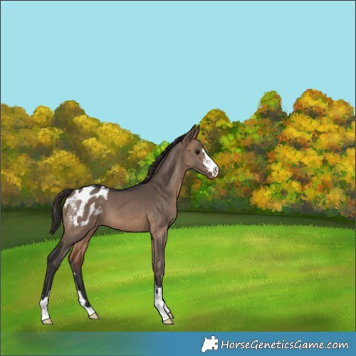 Horse Color:Brown Dun Appaloosa 