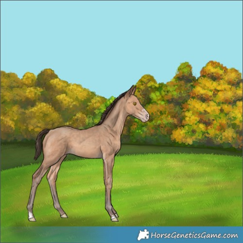 Horse Color:Amber Champagne 
