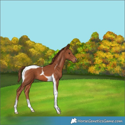 Horse Color:Chestnut Tobiano