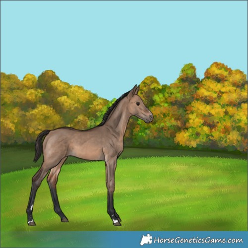 Horse Color:Brown Dun 