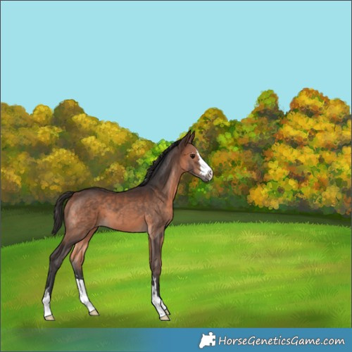 Horse Color:Brown 