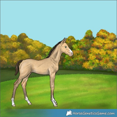 Horse Color:Amber Cream Champagne Dun 