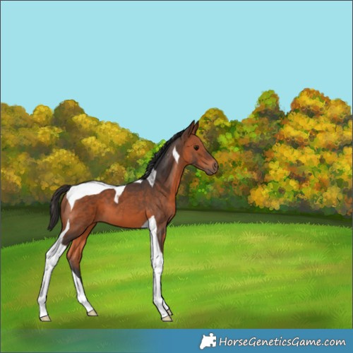 Horse Color:Bay Tobiano 