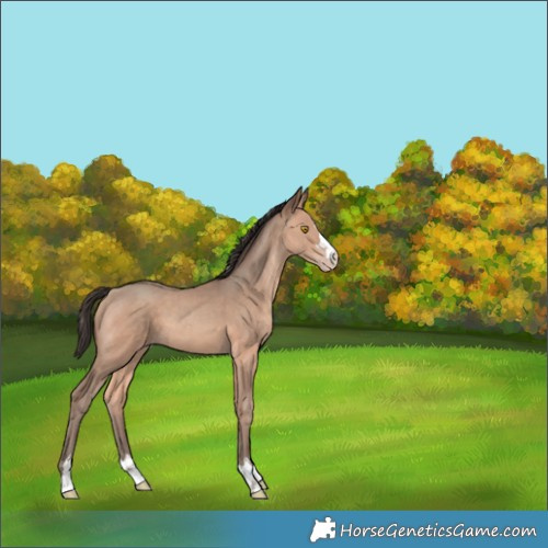 Horse Color:Amber Champagne 