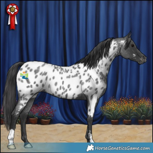 Horse Color:Blue Roan Near Leopard 