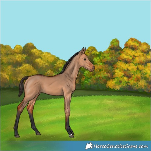 Horse Color:Bay Dun