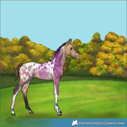 Horse Color:Buckskin Dun Tobiano Appaloosa