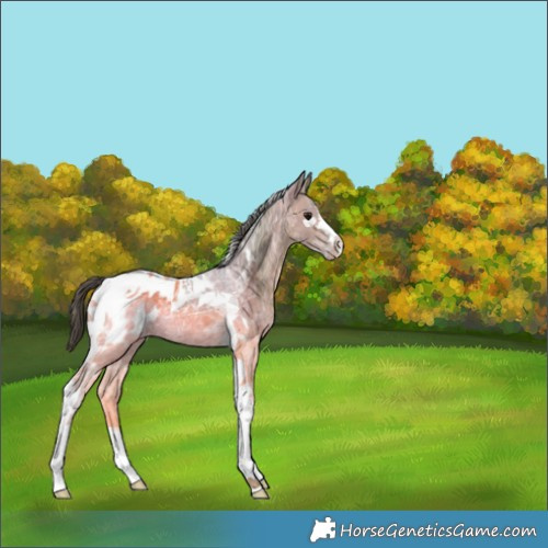 Horse Color:Buckskin Ice Dun Tobiano Appaloosa 