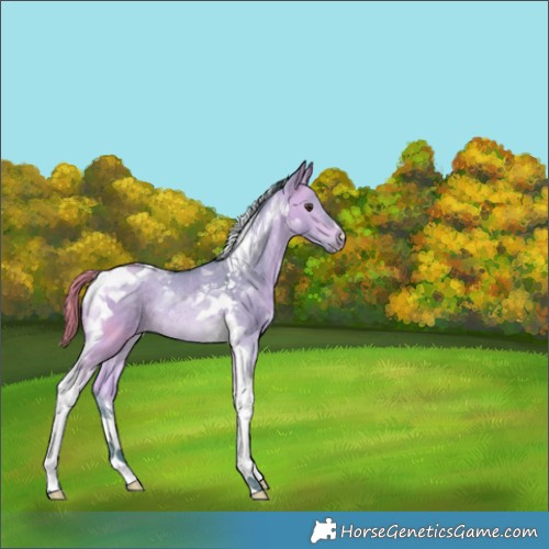 Horse Color:Watercolor Buckskin Dun Tobiano Rabicano 