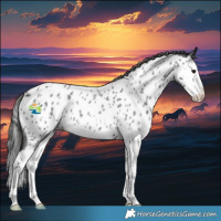 Horse Color:Blue Roan Splash Near Leopard 