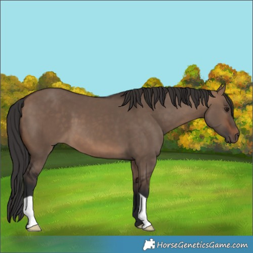 Horse Color:Brown Dun 