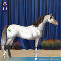 Horse Color:Brown Roan Dun Appaloosa 