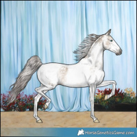 Horse Color:Gray Brown Dun Splash Tobiano Appaloosa 