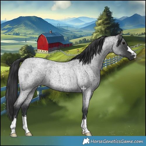 Horse Color:Blue Roan 