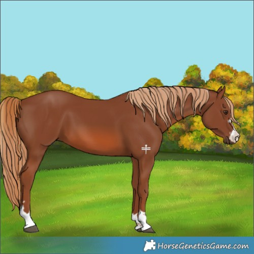 Horse Color:Chestnut 